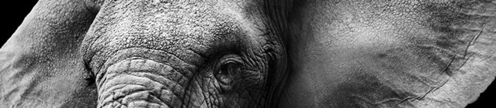 elephant WEB 2_129316358-3